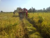 الزراعة: حصر مساحات الأرز المخالف وإرسال الكشوف لوزارة الرى