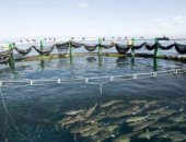 وزارة الرى تبدأ حملة كبرى لإزالة الأقفاص السمكية بنهر النيل