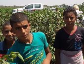 بالفيديو والصور.. أطفال بنى سويف يجمعون القطن: "مش بنتكسف من العمل"