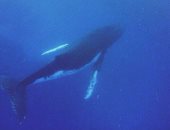 بالفيديو.."محميات البحر الأحمر": الحوت الأحدب ظهر بسبب تراجع الصيد الجائر 