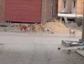 بالصور.. استغاثة بمحافظ السويس لتطهير شوارع "الهويس" من الكلاب الضالة