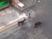 قارئة تشكو انتشار الكلاب الضالة فى شارع مصطفى المصرى بفيصل 