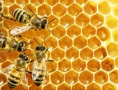 ورشة عمل لمناقشة الجديد فى علاج أمراض النحل بالغربية غدا 