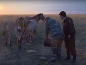 بالفيديو.. الرئيس الروسى يشاهد سلالة خيول مشهورة فى مزرعة حكومية