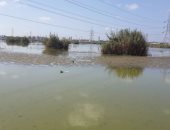 بالصور.. كارثة جديدة ببحيرة مريوط.. انحسار المياه يهدد بنفوق الاسماك