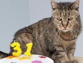 بالصور.. "كيتى العانس" أكبر قطة فى العالم عمرها 31 سنة
