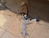 بالصور..انتشار القطط و"مناشر الغسيل" داخل مستشفى حميات بنى سويف