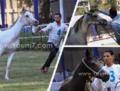 إقامة مهرجانات وسباقات للخيل العربى.. أبرز أهداف مشروع قانون لتربية الخيول