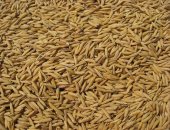 ضبط تاجر غلال حجب 20 طن أرز شعير عن التداول لبيعه بأسعار مرتفعة بالمحلة