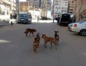 بالصور.. مواطن فى أبو قير بالإسكندرية يشتكى من انتشار الكلاب الضالة