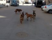 شكوى من انتشار الكلاب الضالة بشارع على بن أبى طالب بالإسكندرية
