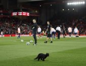 بالفيديو.. قطة سوداء تقتحم "انفيلد" قبل قمة ليفربول ومانشستر يونايتد 