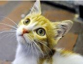 القطة "كايرو" أحدث ضحايا النفسنة على السوشيال ميديا.. الزهر لعب مع "قطة"