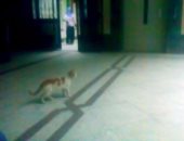 بالفيديو... شاهد قطط داخل بنك الدم بمستشفى الجامعة بشبين الكوم