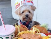 بعد التشرد.. بوباى يصبح أشهر كلب على انستجرام ويأكل فى أشهر مطاعم العالم