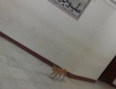 قطة تتجول داخل مستشفى صيدناوى فى الزقازيق