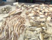 مصادر: ميناء ضبا السعودى يرفض شحنة أسماك مصرية تقدر بـ120 طنا