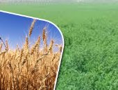 ارتفاع طفيف فى سعر القمح عالميا وانخفاض الذرة الصفراء