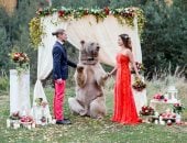 بالصور..دب عملاق يحضر حفل تبادل عهود الزواج لزوجين روسيين
