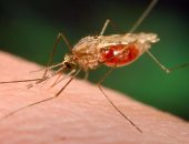 ظهور حالة جديدة مصابة بالملاريا لسيدة سودانية بأسوان