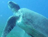 البيئة: حملة على مدار اسبوع لمواجهة بيع السلاحف البحرية بأسواق الإسكندرية