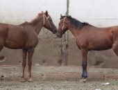 الزراعة تعلن تصدير 11 من الخيول المصرية للأردن لأول مرة منذ 10 سنوات