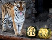 بالصور.. نمر ودب يصوتان بين "كلينتون" و"ترامب" فى حديقة حيوان روسية