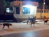 بالصور.. شوارع ببورسعيد تتحول لحظيرة مواشى.. والأهالى: كلام المحافظ حبر على ورق