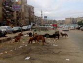 إعدام 180 كلب ضال خلال حملة لإدارة المجازر بالقليوبية