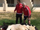 لاعبو المنتخب يذبحون "عجلا" قبل مواجهة غانا