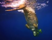 البيئة :  محميات البحر الأحمر  رصدت ظهور سمكة عروس البحر فى مرسى علم  