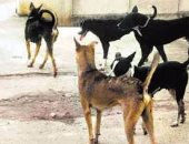شكوى من انتشار الكلاب الضالة بمنطقة تعاونيات الإسكان بمدينة نصر