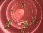 علماء كنديون: الكربوهيدرات يمكن أن تساهم فى تصميم لقاح أفضل للملاريا