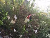 بالصور.. شكاوى من انتشار القمامة بكورنيش النيل فى أسيوط
