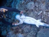 محميات البحر الأحمر : إرسال لجنة من البيئة للتأكد من واقعة ذبح القرشين