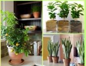 بالصور.. 10 نباتات ممكن تزرعيها فى البيت وهتنقى الهوا