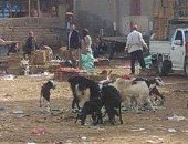 قارئ يرسل صورا لمركز شباب بالبحيرة تحول إلى سوق وترعى فيه الماعز