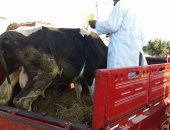 بالصور..تحصين 800 رأس ماشية بالأكمنة والأسواق بكفر الشيخ