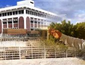 جامعة العريش تنعى شهداء مسجد الروضة بشمال سيناء