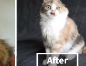 مش بس للستات ..بالصور .. كيف غيرت عمليات التجميل مصير "قطة"؟