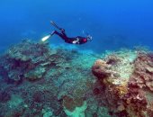 موت مئات الكيلومترات من الشعاب المرجانية بأستراليا يتسبب بأزمة سياحية