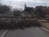 سقوط شجرة وأعمدة إنارة بطريق المنصورة - دكرنس بسبب سوء الأحوال الجوية