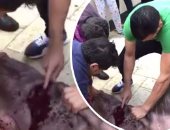 بالفيديو.. عصام الحضرى يذبح عجلا فى إجازة دجلة