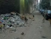 قارئ يشكو من الكلاب الضالة وتراكم القمامة فى منطقة أرض اللواء