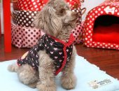 بالصور.. كلبك له حق عليكى.. دفيه فى الشتاء وخليه ماشى على الموضة 