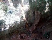 قارئ يحذر من سقوط شجرة ضخمة على طلاب مدرسة بالسويس