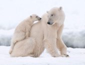ديلى ميل: مخاوف من انقراض الدب القطبى بسبب ذوبان الجليد