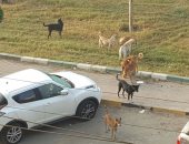 قارئ يشكو من انتشار الكلاب الضالة بشوارع منطقة شيراتون فى النزهة