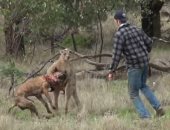 بالفيديو.. أسترالى لكم كنغرا لإنقاذ كلبه يتلقى تهديدات من محبى الحيوانات