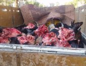 بالصور.. ضبط طن رؤوس ماشية مذبوحة غير صالحة للاستهلاك الآدمى بالفيوم